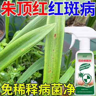 朱顶红红斑病专用营养液肥料红锈病锈斑病花叶病毒病免稀释病菌净