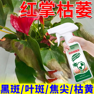 红掌枯萎病专用营养液叶子干枯发黄叶斑病叶枯病黑斑通用花卉肥料