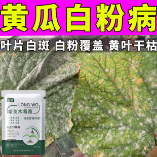 黄瓜白粉病的真菌分生孢子专用微生物菌肥霜霉病炭疽病叶片有白霜