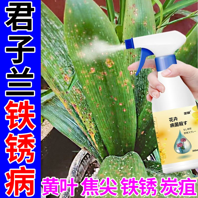 君子兰叶子铁锈黄斑病专用黑色斑点褐斑点营养液肥料促生长促箭剂