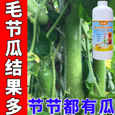 【毛节瓜专用坐果灵】促长不烂根徒长促花芽分化雌花多空节少化瓜