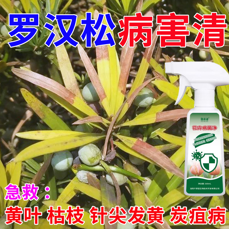 罗汉松叶子发黄树枝干枯盆栽植物营养液松针发黄脱落叶斑病白粉病