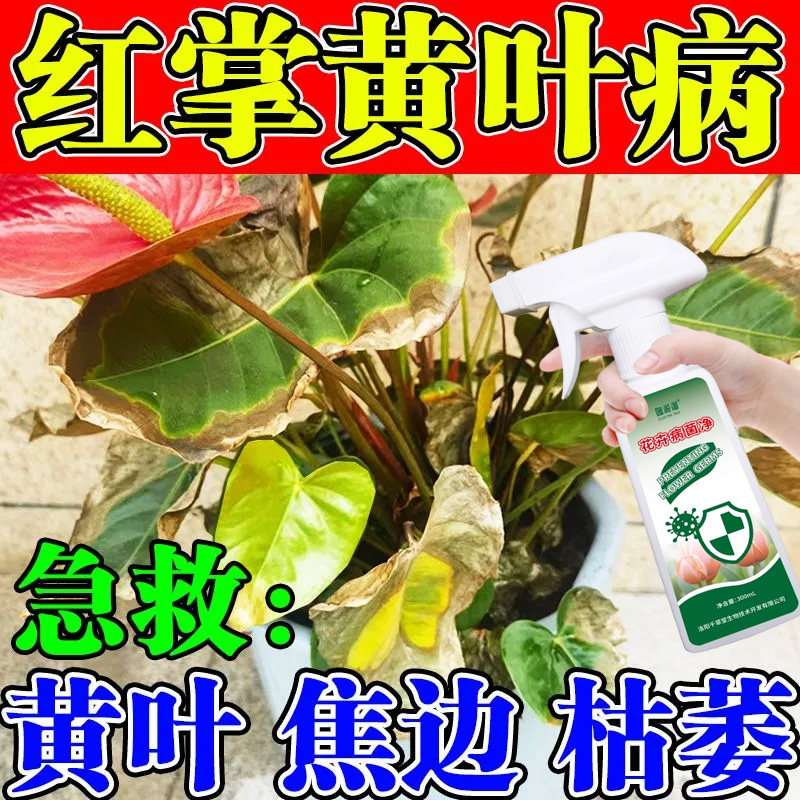 红掌叶子发黄掉叶急救专用发黄焦边干枯卷曲皱缩叶边焦干下垂白斑,鲜花速递/花卉仿真/绿植园艺,家庭园艺肥料,淘宝优惠券,粉丝福利购,淘宝优惠卷