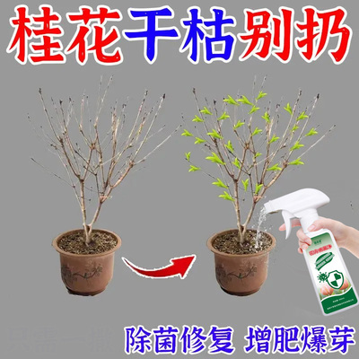 桂花树干枯专用肥料叶子发黄枯黄干尖腐烂落叶掉叶烂根烂苗营养液