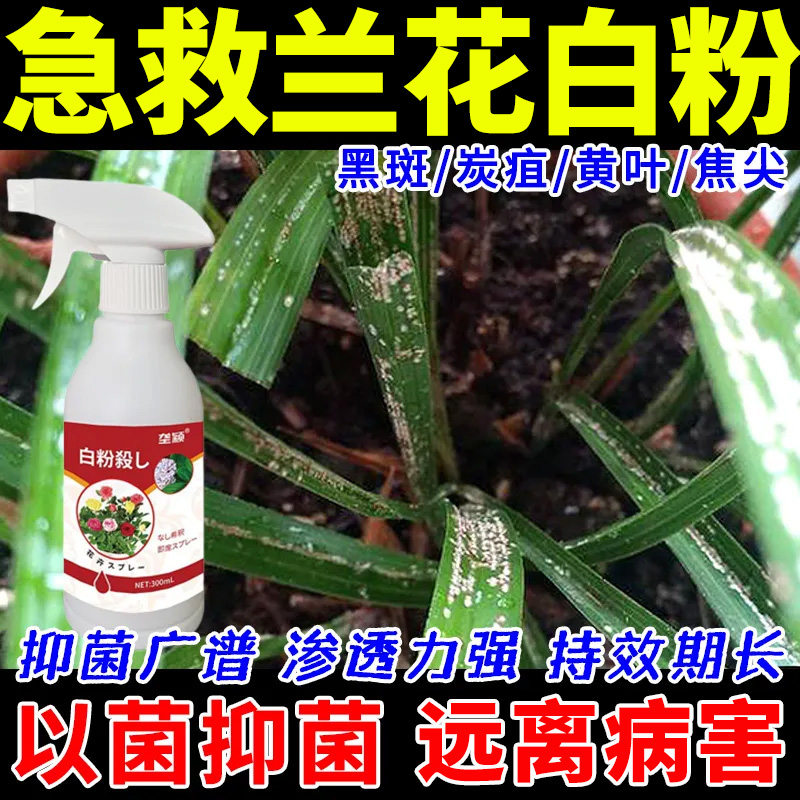 兰花白粉病【急救】营养液花叶长白斑白点白色粉末家庭绿植免稀释