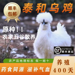 正宗泰和乌鸡新鲜现杀白凤乌鸡原种乌骨鸡农家散养活鸡现杀整只鸡