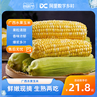 包邮 广西水果玉米新鲜甜玉米4.5斤新鲜现摘玉米 数乡宝藏