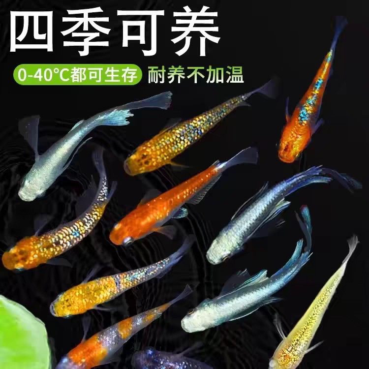 观背青鳉鱼小型冷水鱼观赏鱼含星光淡水广温好养古法鱼缸送收卵器