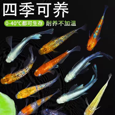 观背青鳉鱼小型冷水鱼观赏鱼含星光淡水广温好养古法鱼缸送收卵器