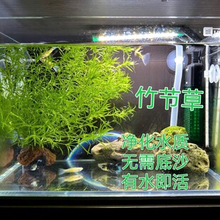 竹节草鱼缸净化水质孔雀鱼躲避绿色水草淡水新手有茎类繁殖快好活