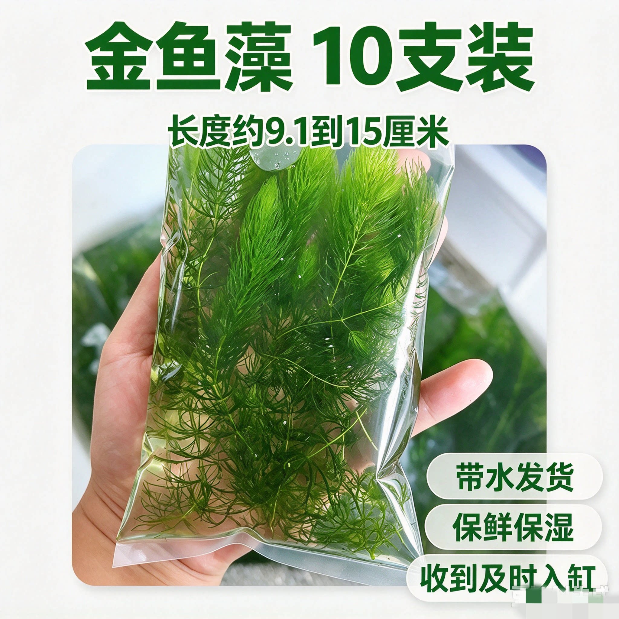 (拍一送一)金鱼藻水草鱼缸造景绿植孔雀鱼金鱼青鳉鱼挂卵躲避草