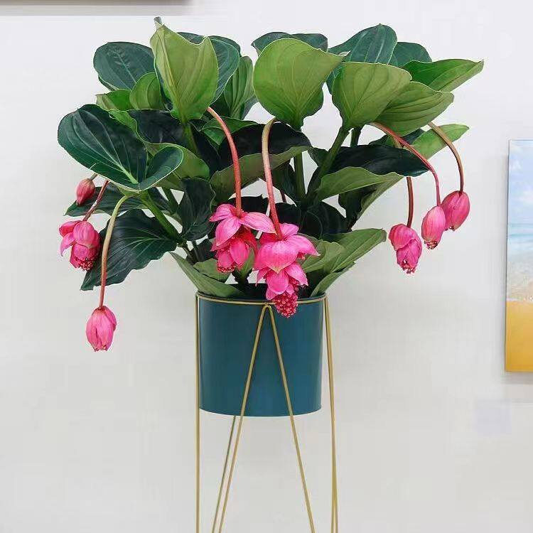 进口宝莲灯花盆栽植物室内高档礼品年宵花卉室外大型绿植带花苞发