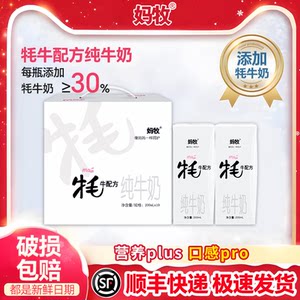 牦牛孕妇奶妈牧青藏高原奶