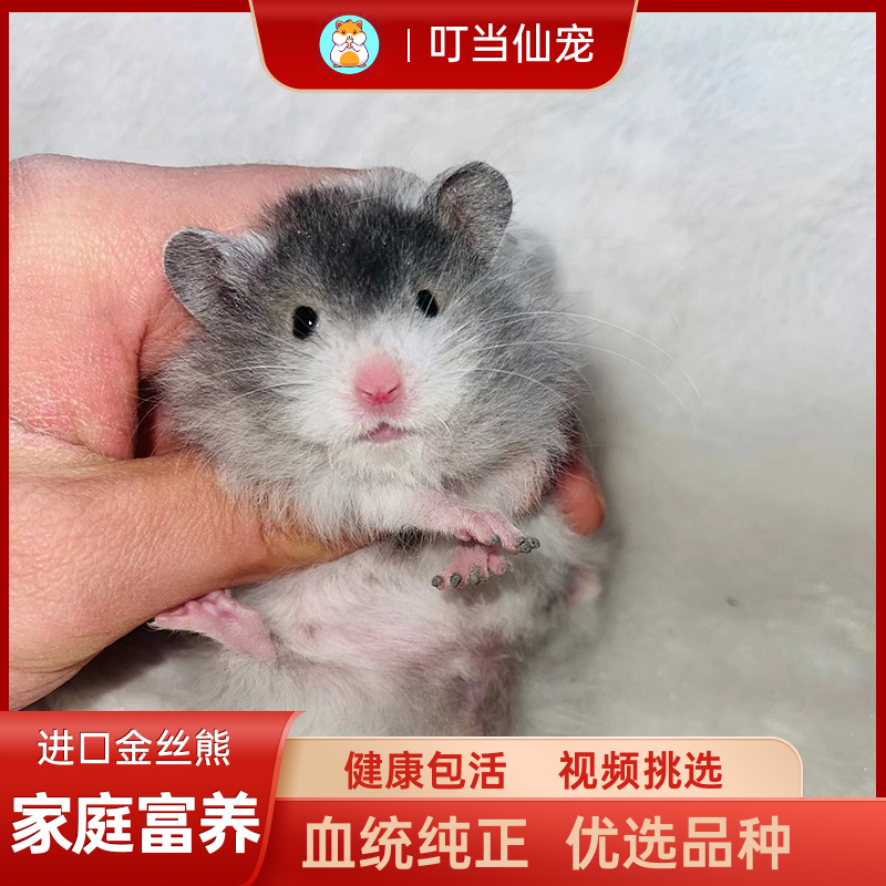 家养超级可爱的长毛黑波利纹金丝熊仓鼠活物 已打疫苗 小宠物超萌