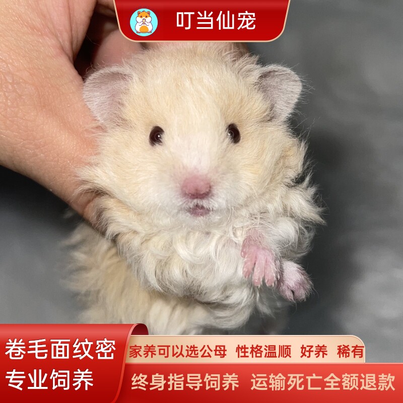 可爱的蜜色卷毛面纹密金丝熊仓鼠活物已打疫苗小宠物性格好养