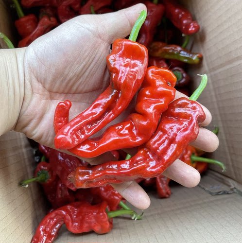 鲜红邹皮椒红椒超辣新鲜红辣椒红皱皮辣椒红尖椒小米椒椒薄皮剁椒