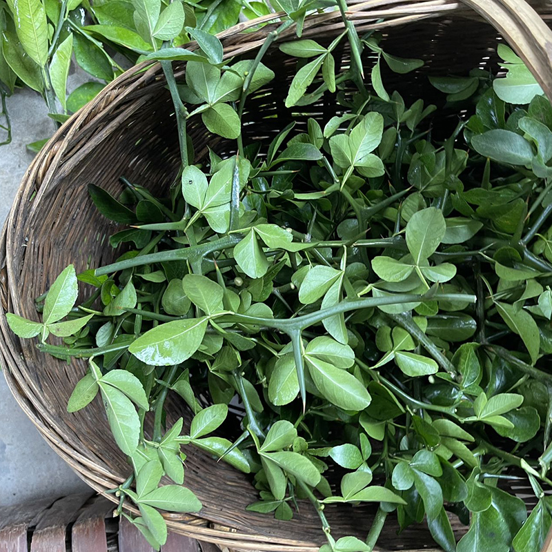 枸橘刺新鲜桔子刺臭橘刺现采积实刺枳壳苗柑桔刺橘子带刺可煮水