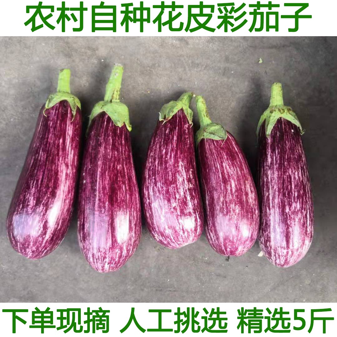 新鲜紫七彩茄子农家自种新鲜花皮茄子农家自种蔬菜彩色面包小茄子