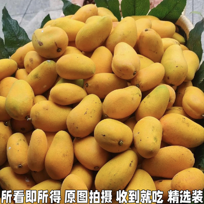 黄皮小芒果孕妇水果薄皮小台芒果水果产地直发小台农芒新鲜