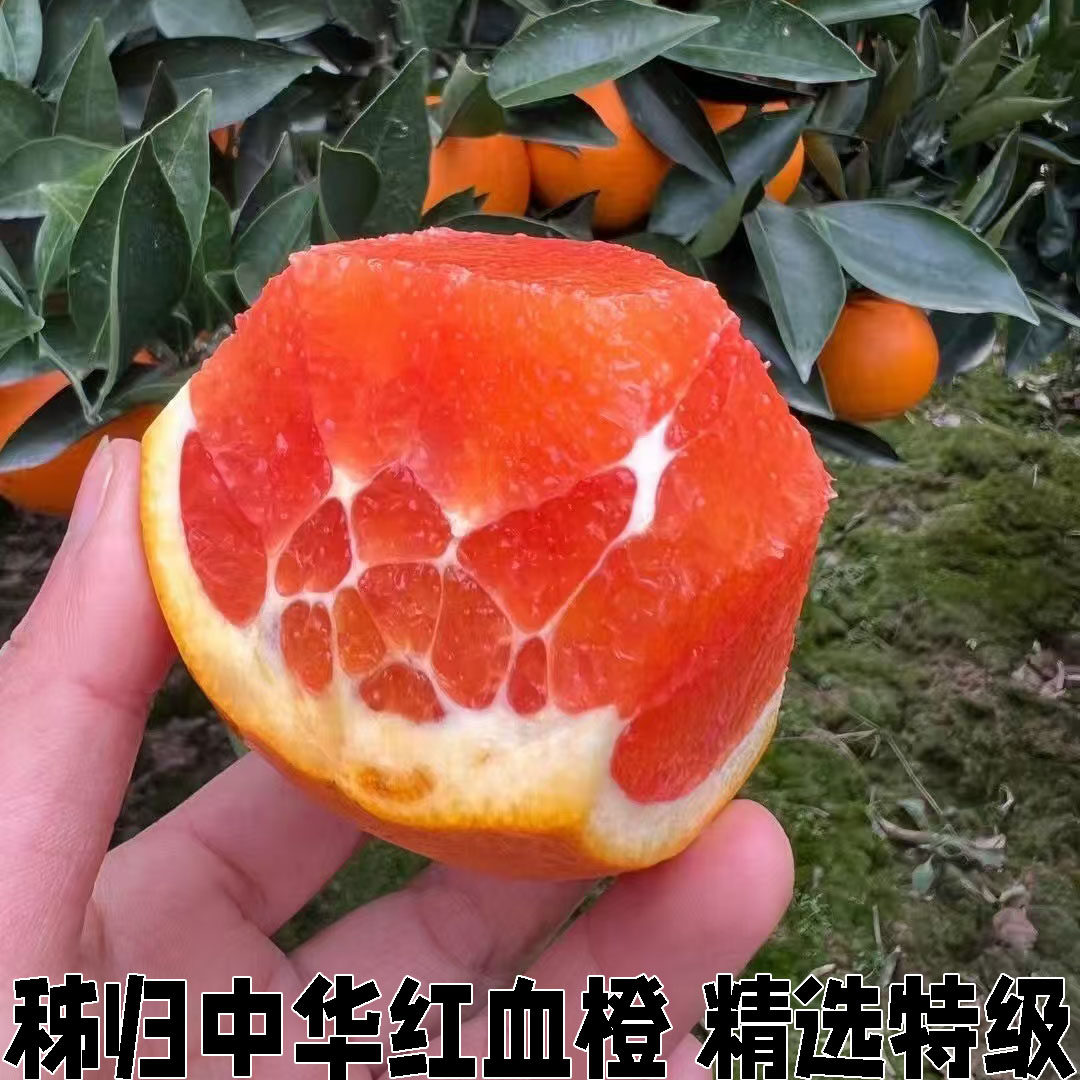 血橙新鲜水果中华红秭归红肉橙子当季雪橙甜橙手剥橙5斤