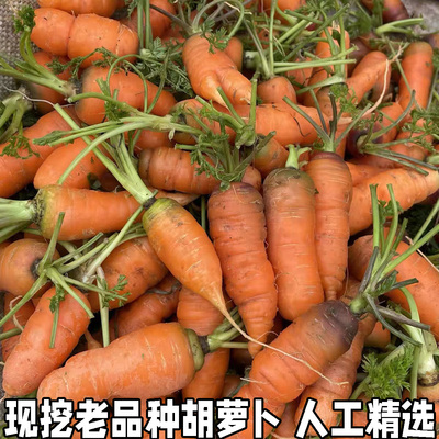 农家自种老品种胡萝卜