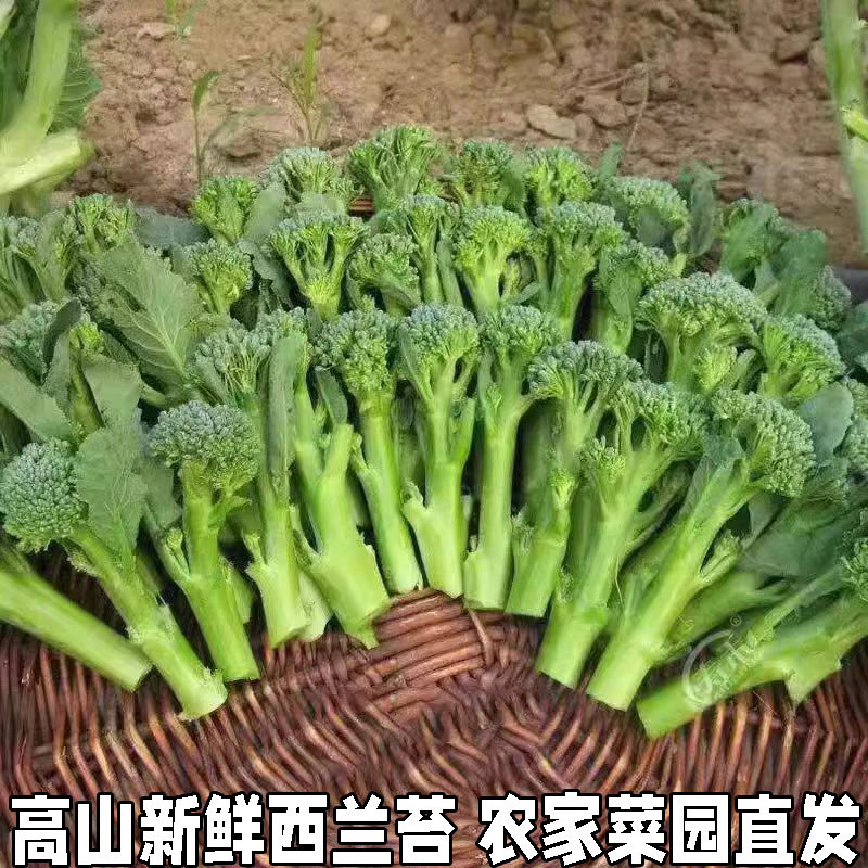西兰花苔新鲜蔬菜西兰苔青花苔小西兰花菜苔湖北高山时令蔬菜