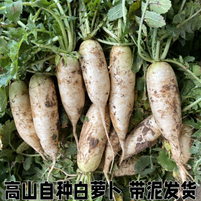 农家自种新鲜白萝卜白皮萝卜
