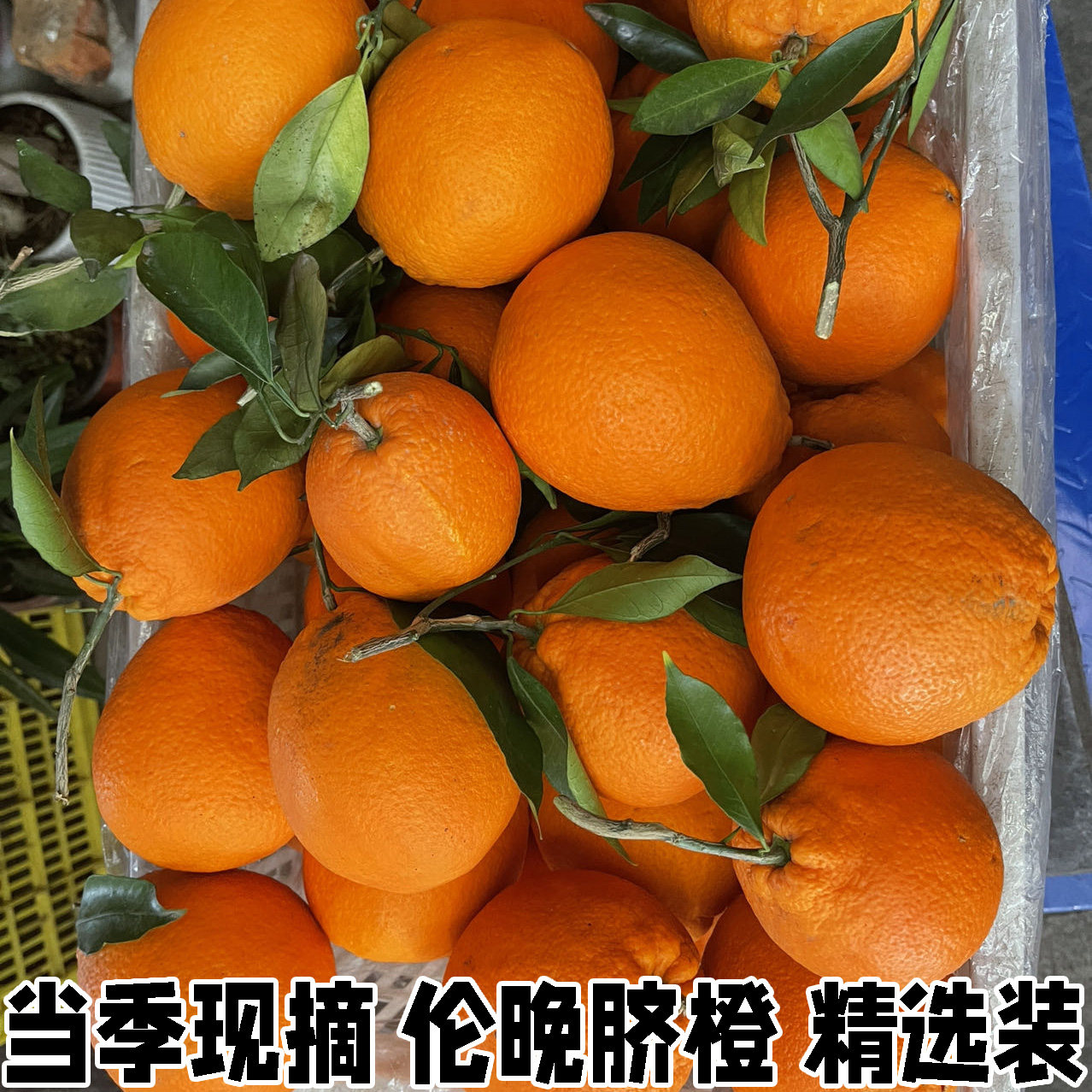 当季鲜橙现摘发货伦晚脐橙夏橙只发当季橙子湖北产地发货汁水充足图片