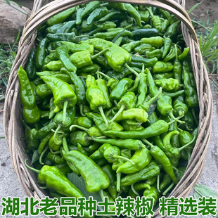湖北老品种新鲜土辣椒薄皮青辣椒露天小土辣椒做泡椒酸辣椒包邮