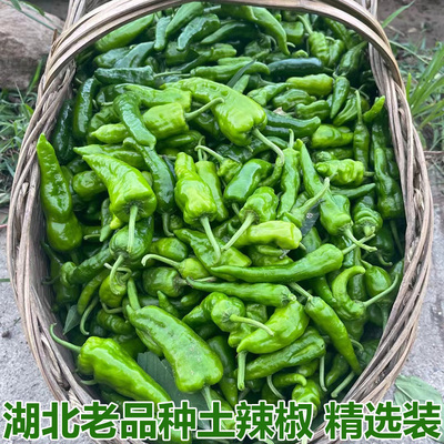 湖北老品种新鲜土辣椒小土辣椒