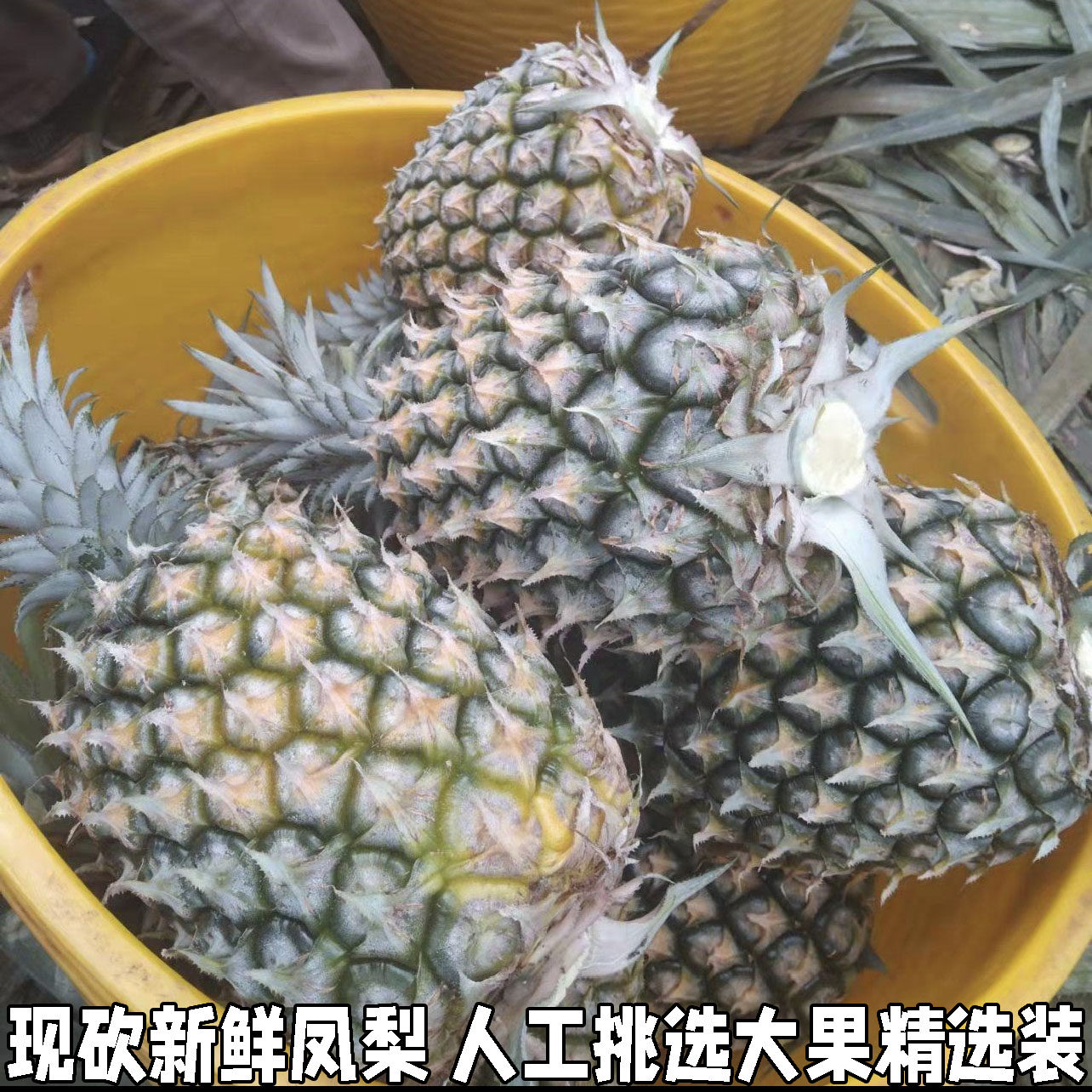 金钻凤梨新鲜水果树上熟青蜜凤梨香水菠萝特产大果手撕无眼整箱