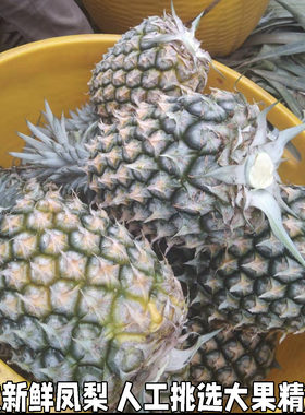 金钻凤梨新鲜水果树上熟青蜜凤梨香水菠萝特产大果手撕无眼整箱
