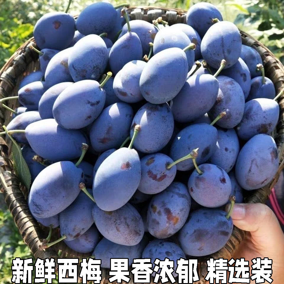 新鲜西梅李子新鲜水果当季大西梅鲜果当季甜西梅人工挑选直发