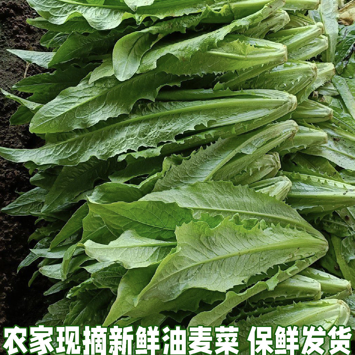 湖北农家自种油麦菜新鲜蔬菜时令绿叶菜火锅青菜沙拉健身笋尖包邮