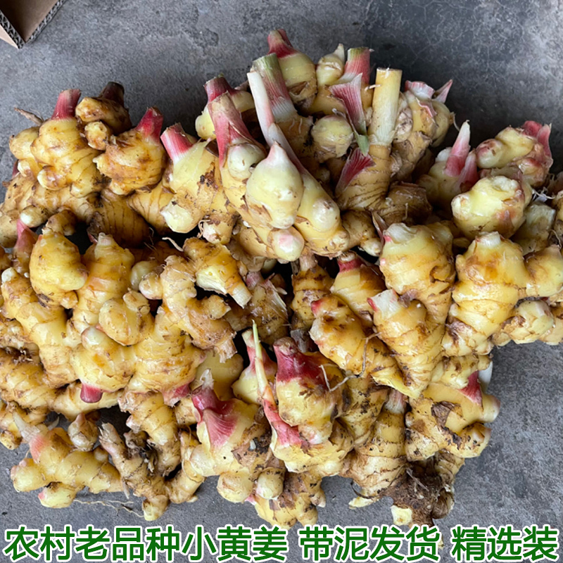 湖北农家正宗小黄姜嫩姜仔新鲜生姜姜芽自种土黄姜种子姜月子包邮