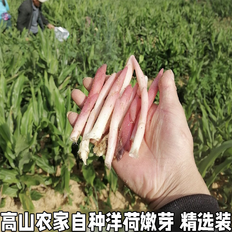 阳荷笋洋合洋荷姜笋野生新鲜野良姜洋火茗荷盐荷湖北宜昌特产
