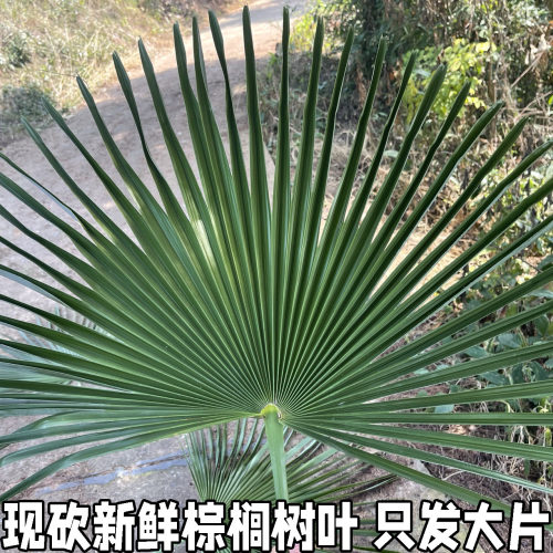 现砍新鲜棕榈树叶粽子材料