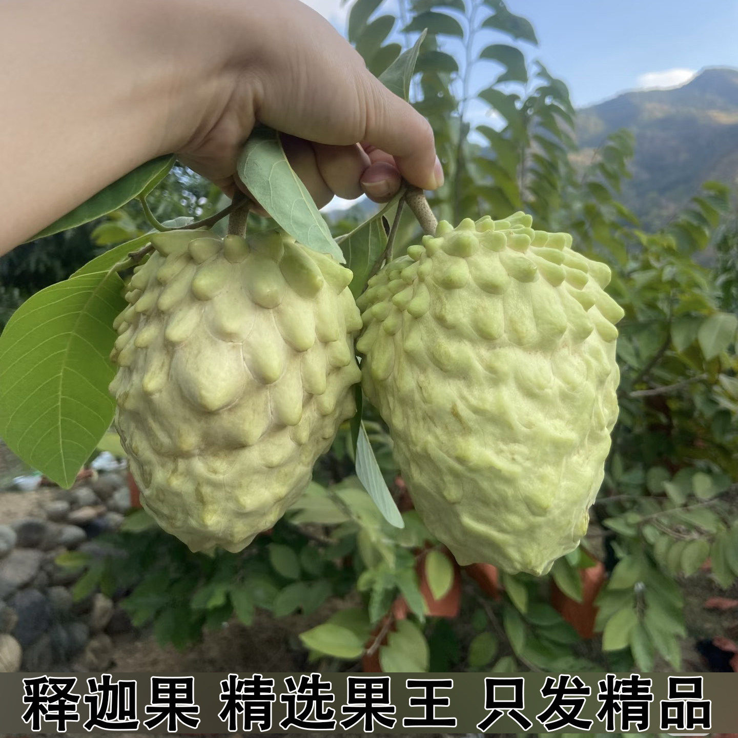 新鲜释迦果凤梨牛奶释迦佛头果番荔枝新鲜当季水果整箱孕妇水果