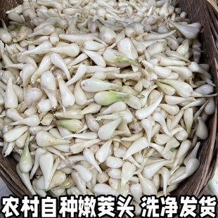 荞头新鲜藠头茭头农家自种现发现挖精选教头蒜白糖醋湖北蔬菜包邮