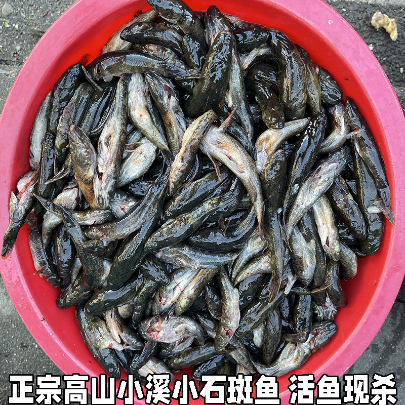 湖北宜昌石斑鱼小河鱼新鲜小石斑鱼淡水鱼小土鱼小麻鱼现杀包邮