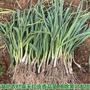 湖北农家自种红皮蒜苗红根香蒜苗青蒜土蒜苗香蒜苗红皮农家菜包邮