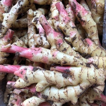 湖北嫩仔姜新鲜子姜芽红头玉手生姜泡老醋鲜姜蔬菜农家现挖泡菜