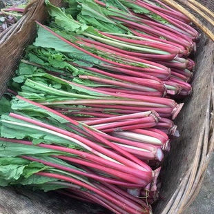 萝卜缨子新鲜农家菜萝卜杆红皮萝卜梗子萝卜菜泡酸菜萝卜杆嫩萝卜
