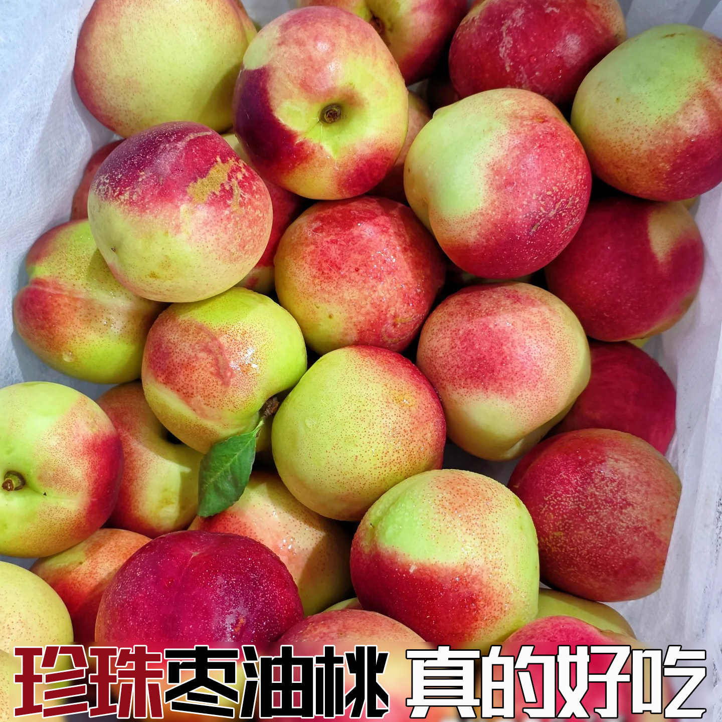现摘新鲜小油桃珍珠枣油桃枣蜜桃枣味小桃子纯甜新鲜水果
