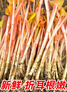 折耳根新鲜嫩芽鱼腥草芽子嫩根四川特产节耳根嫩苗侧耳根猪鼻孔