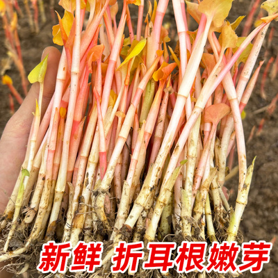 折耳根新鲜嫩芽鱼腥草芽子嫩根四川特产节耳根嫩苗侧耳根猪鼻孔