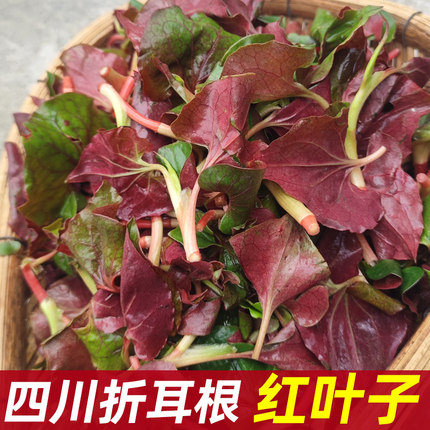 野生折耳根新鲜鱼腥草叶子野菜现挖猪鼻孔嫩叶凉拌鱼星草四川特产