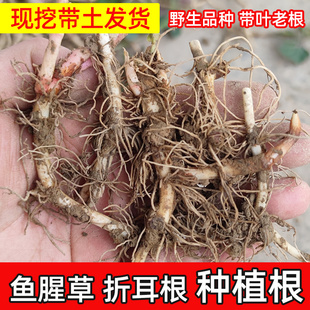 折耳根种植苗鱼腥草种子种苗带泥带土老根种植根阳台盆栽四季蔬菜