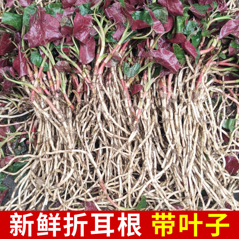 四川野生折耳根不洗带土带泥新鲜鱼腥草嫩根带叶子现挖现发贵州