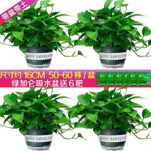 顺丰包邮绿萝/新房除甲醛净化空气/新房学校办公室/专注品质细节
